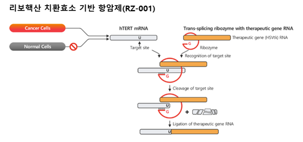 바카라사이트 유니벳의 'RZ-001'의 작용기전. 암세포에서 특이적으로 발현된 'hTERT 유전자'를 제거하고, 그 자리에 HSV(Herpes simplex virus) 유래 유전자(HSV-TK)를 집어넣는다. 새로 집어넣은 'HSV-TK 유전자'는 항바이러스제(발간시클로버)가 암세포를 공격하게끔 유도한다. (출처 : 알지노믹스)