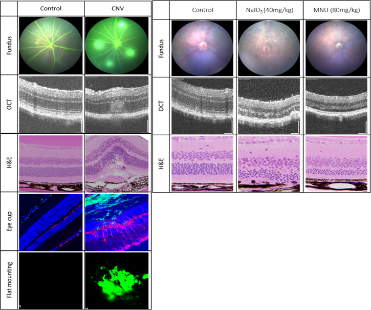 Example photo of a mouse model of macular degeneration (Source: 무료 바카라 게임amp;무료 바카라 게임)