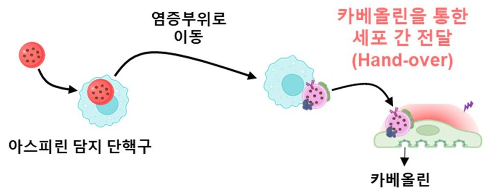 출처 : 세브란스병원