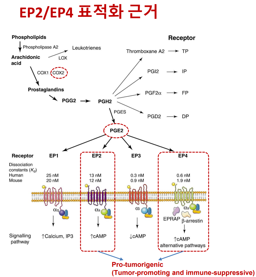 ‘먹튀없는 바카라사이트598’의 EP2·4 타깃 배경 (출처 : 오스코텍 IR 자료)
