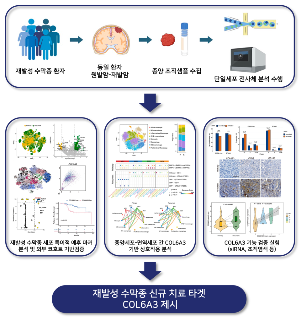 단일세포 전사체 분석을 통해 바카라 카지노 바카라 카지노에서 COL6A3를 신규 바이오마커로 제시하고 면역억제성 대식세포(C1Q+ macrophage)와의 상호작용을 규명함 (출처 : 고려대 의과대학)