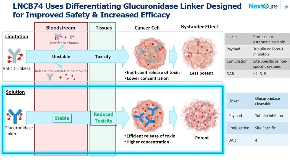 LNCB74에 적용된 글루쿠로니다아제(glucuronidase) 링커 기술 개념도. 기존 링커 대비 혈중 안정성을 높이고 정상 조직 독성을 줄여, 종양 내 약물 방출 효율과 항종양 효과를 강화했다. 출처 : 넥스트큐어