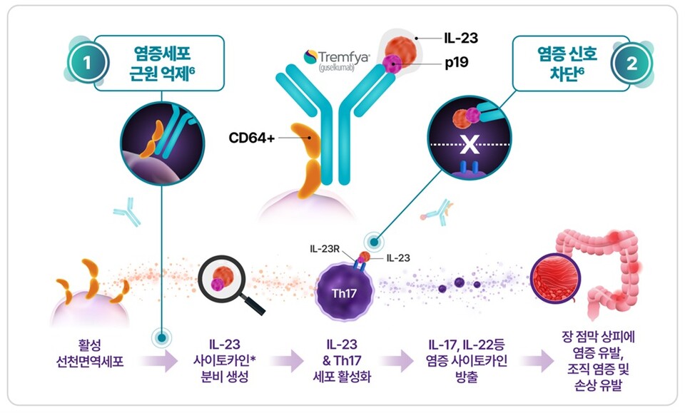 한국얀센 바카라사이트 비타임주의 이중작용 기전에 대한 인포그래픽 (출처 : 한국얀센)