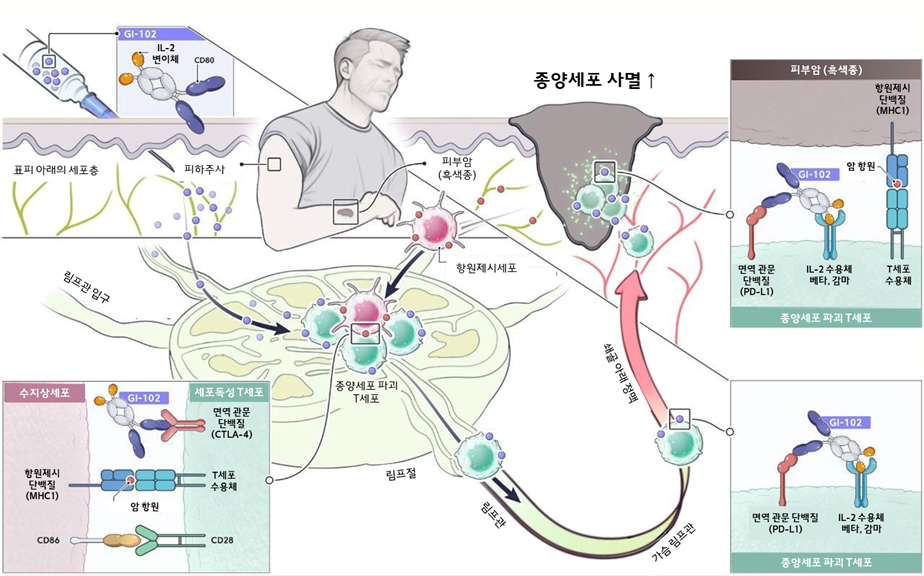 GI-102 SC제형 작용기전(출처 : 지아이이노베이션).