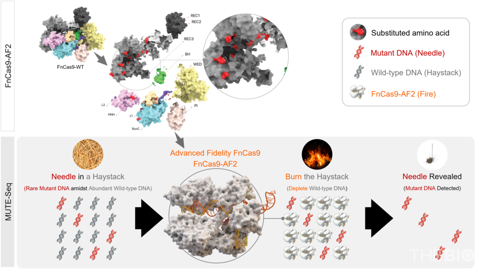 ‘뮤트시크(MUTE-Seq)’의 원리: FnCas9-AF2 유전자가위(Fire)를 이용해 정상 DNA(Haystack)를 제거하고, 암 변이 DNA(Needle)만 남겨 민감도를 극대화한다. (출처 : 진씨커)