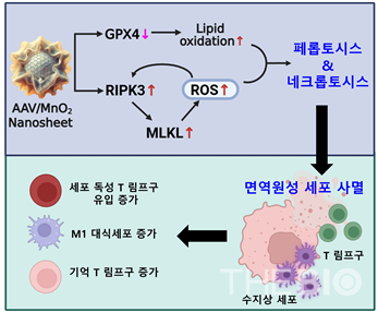 AAV/MnO2-PEI 하이브리드 복합체의 비-아폽토시스적 세포 사멸 경로와 이를 통한 면역 활성화 카지노 바카라 구조도 (출처 : 한국보건산업진흥원)