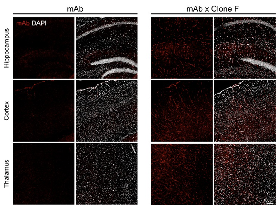 オンラインカジノ出 金・siオンラインカジノ出 金結合体の脳浸透の現状。 (出典: bioRxiv)
