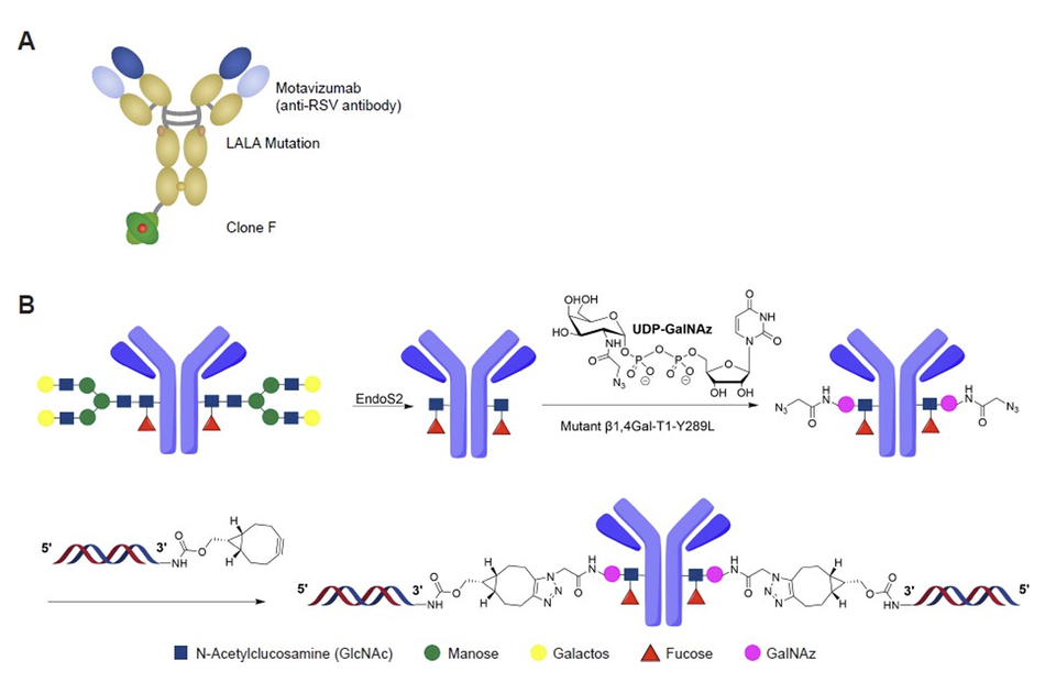 「オンラインカジノ出 金・siオンラインカジノ出 金 コンジュゲート」画像 (出典: bioRxiv)